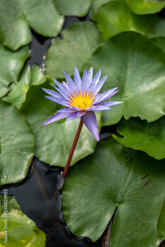 water lily in the pond