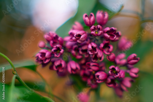 Foto Tender purple buds unfolding softly in a blurred and breathless moment