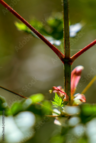 Quadro su tela The beginning of life as a maple bud opens in the garden