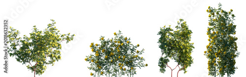 Foto Set of Rosa xanthina and Rosa setigera blossoming frontal isolated png on a tran