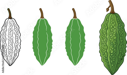 Obraz na płótnie Bitter Melon Growth Stages Illustration Set with Organic Bitter Gourd Lifecycle
