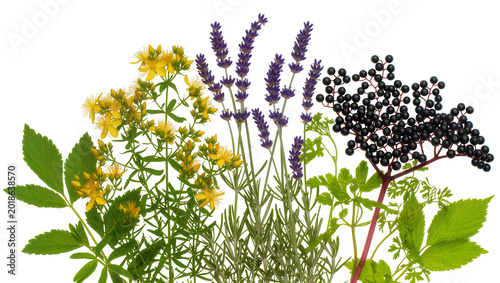 Assorted Herb Bundle with Lavender Flowers and Black Elder Berries