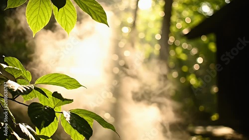Sunlight streaming through lush green leaves in a tranquil forest scene.