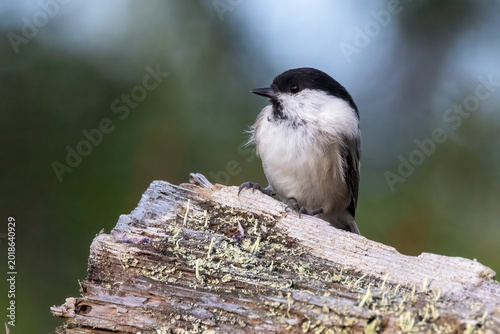 Willow tit