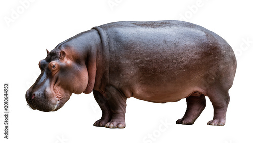 Cuadro en lienzo Large gray Hippo standing sideways with wrinkled skin and small ears