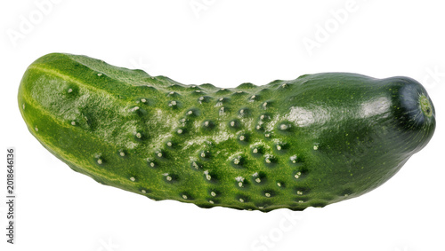 Schilderij op canvas Long green bumpy cucumber vegetable with dark stem end