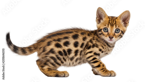 Konstfotografi Spotted Bengal Kitten Posing with Alert Expression