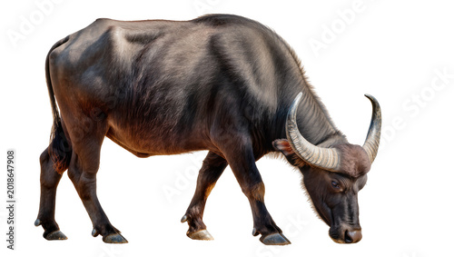 Fotografia Dark muscular Water Buffalo standing with curved horns and hooves