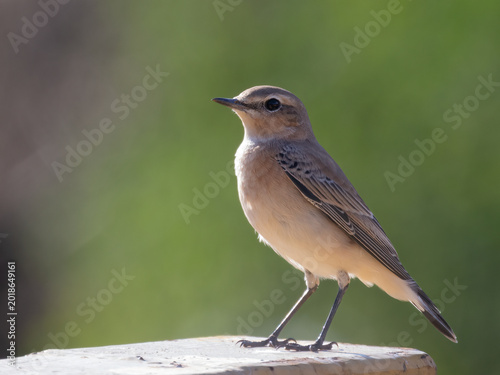 Konstfotografi Northern wheatear