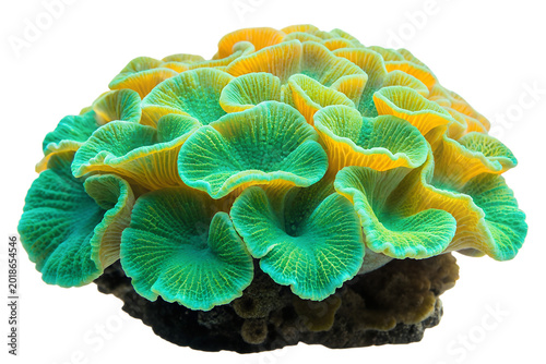 Photorealistic live tropical reef Hammer Coral- toxic green, turquoise, fluorescent yellow with glowing neon colors
