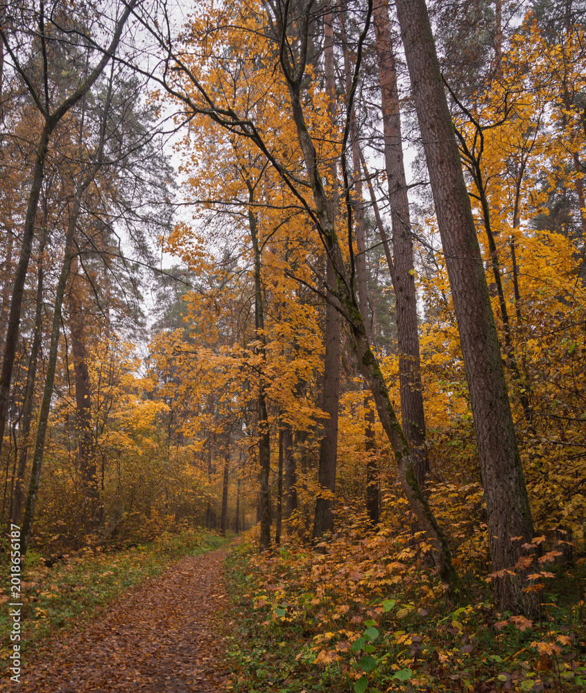 Obraz premium Forest path in autumn through tall pines and maple trees with golden yellow foliage. Natural beauty and tranquility perfect for background image and travel concept. Golden autumn.