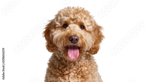 Tableau sur toile Curly-haired apricot Goldendoodle dog head with open mouth