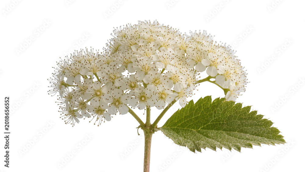 Εκτύπωση καμβά White Elderflower Blossoms with Green Leafy Stem