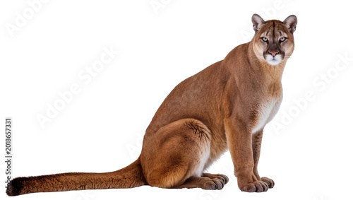 Tableau sur toile Seated Adult Mountain Lion with Long Tail and Intense Gaze