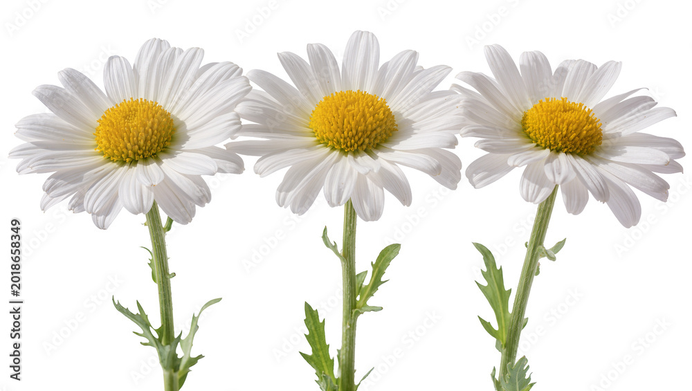 Fototapeta premium Three Fresh White Daisy Flowers with Yellow Centers and Green Stems