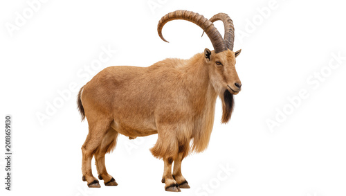 Schilderij op canvas Brown Mountain Goat with Large Curved Horns Standing Sideways