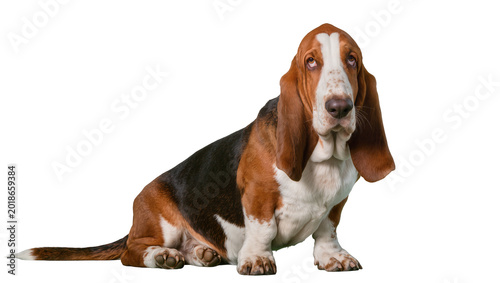 Tableau sur toile Tri-color Basset Hound Dog Sitting with Droopy Ears