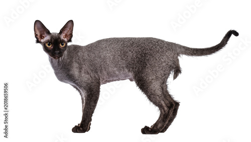 Foto Grey slender Oriental shorthair cat standing alert with long tail
