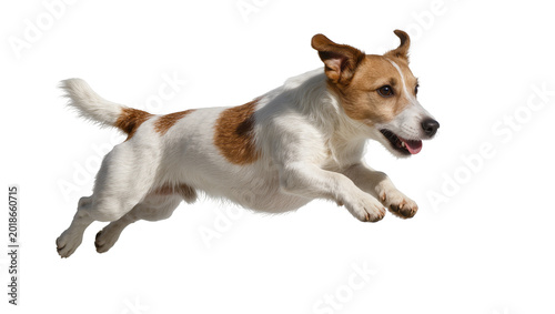 Fotografía Brown and White Jack Russell Terrier Jumping Mid-Air