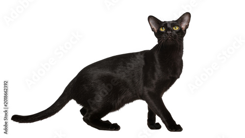 Schilderij op canvas Sleek black Oriental Shorthair cat standing alertly