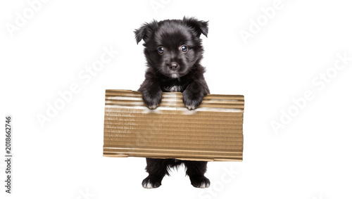 Photos Small black puppy clinging to wooden plank with paws and face