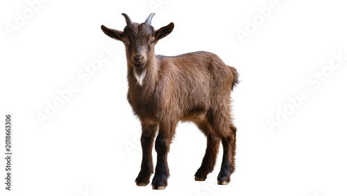 Foto Brown shaggy young goat standing looking to side