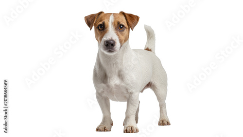 Cuadro en lienzo Alert Jack Russell Terrier Dog Standing and Looking Forward