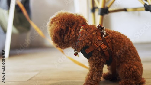 Cute brown toy poodle dog wearing a harness sitting alone indoors, looking up attentively. Morning daylight close up with selective focus for man's loyal best friend waiting for its loving owner.
