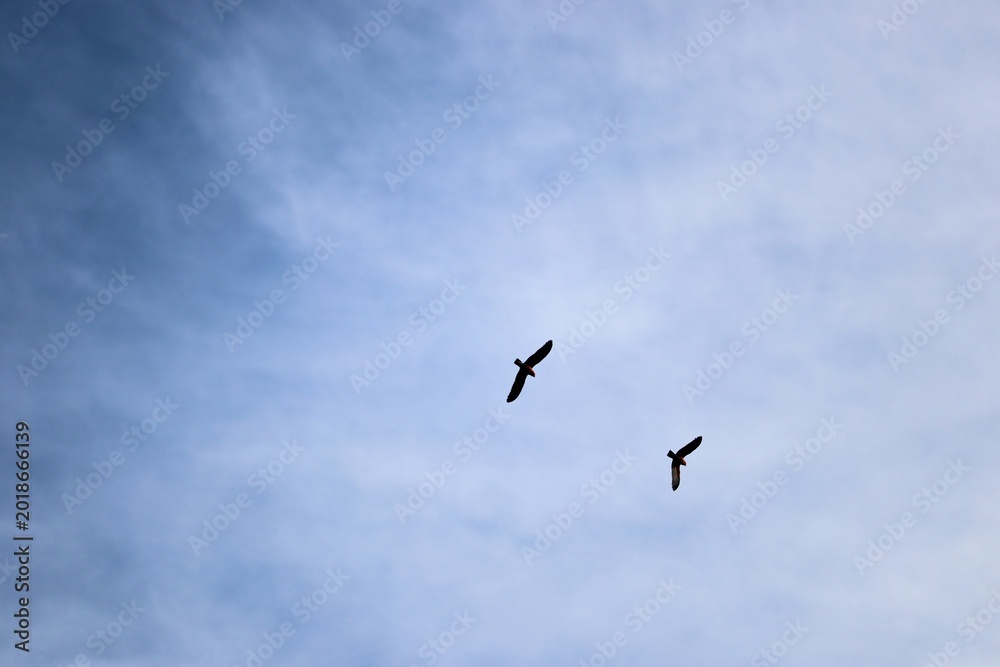 Fototapeta premium Two Galahs (Eolophus roseicapillus) returning to roost in late afternoon, South Australia
