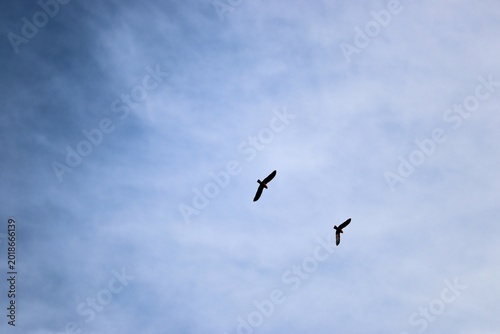 Photos Two Galahs (Eolophus roseicapillus) returning to roost in late afternoon, South