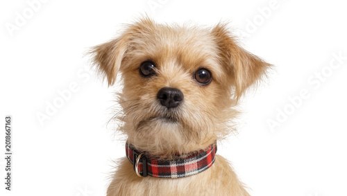 Schilderij op canvas Tan Shaggy Terrier Mix Puppy Wearing Plaid Collar Looking Up