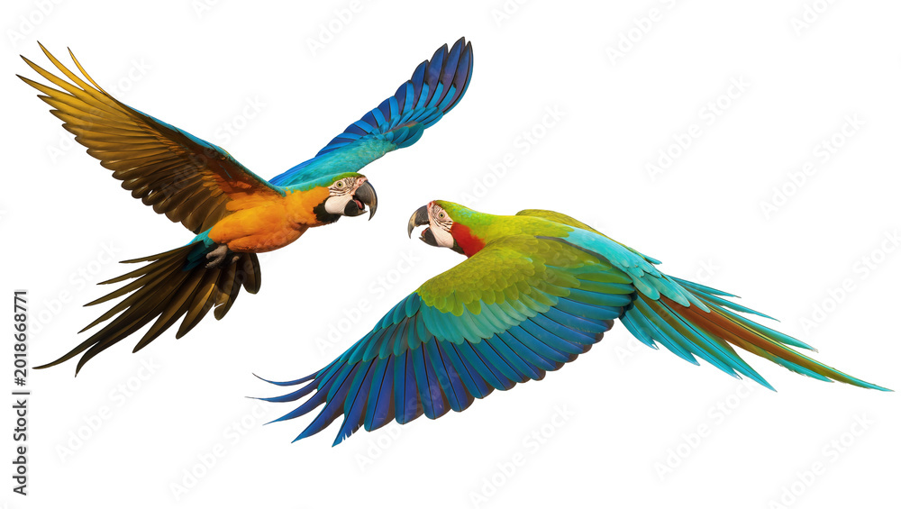 Obraz premium Orange and Green Macaws Facing Each Other with Spread Wings