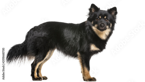 Foto Black and Tan Shetland Sheepdog Standing Alertly with Bushy Fur