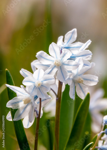 Striped squill 