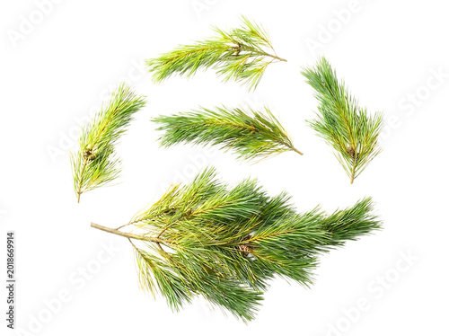 Pine branches conifer sprigs on black background flat lay