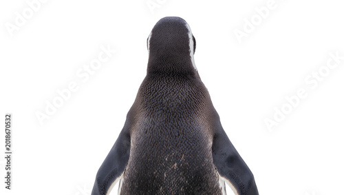 Tableau sur toile Black furred Sea Lion Back View with Grey Underbelly