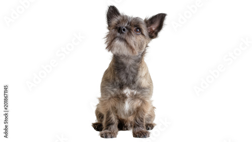 Foto Small scruffy Yorkshire Terrier puppy sitting and looking up