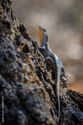 African striped skink (Trachylepis striata) sitting on a tree bark, Kruger national park, Mpumalanga, South Africa.