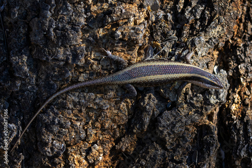 African striped skink (Trachylepis striata) sitting on a tree bark, seen from above, Kruger national park, Mpumalanga, South Africa.