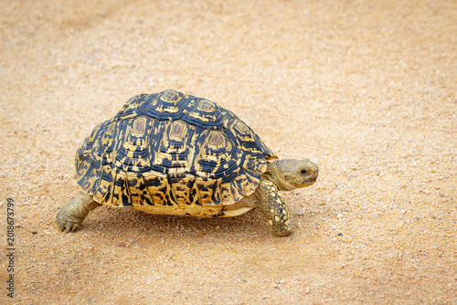 Leopard tortoise (Stigmochelys pardalis) walking on gravel road, Kruger National Park, Mpumalanga, South Africa.