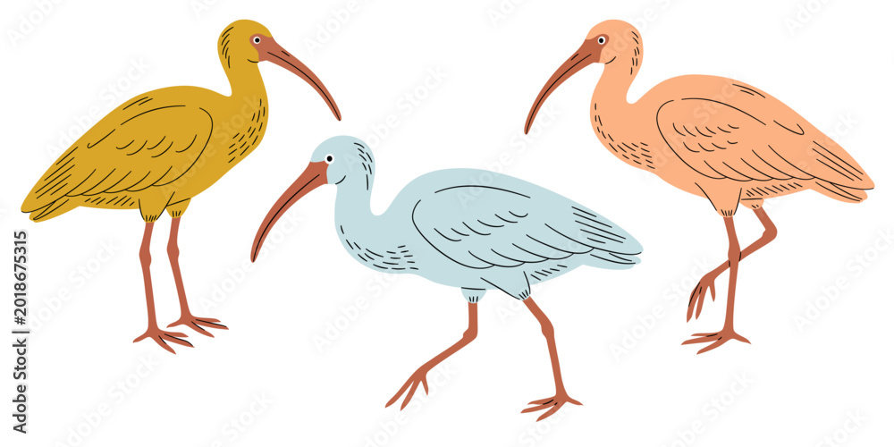 Fototapeta premium Set of three colorful ibis birds. Hand-drawn vector illustration on white background. Ibis chickens