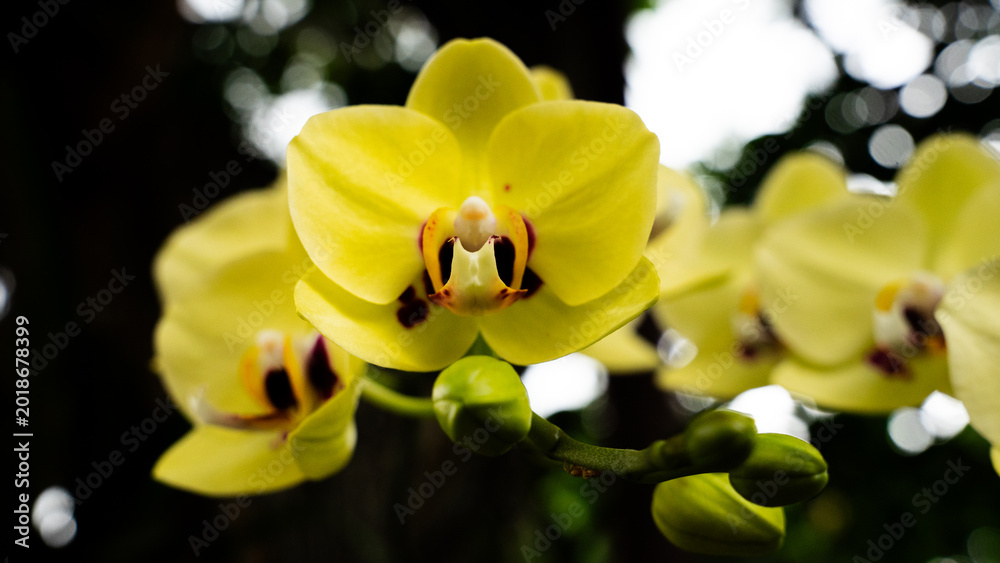 Fototapeta premium Close up Vibrant Yellow Orchid Flowers Blooming in Tropical Garden