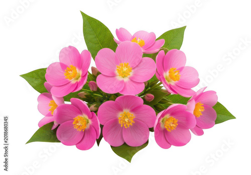 Beautiful pink flowers with green leaves blooming in spring isolated transparent png.