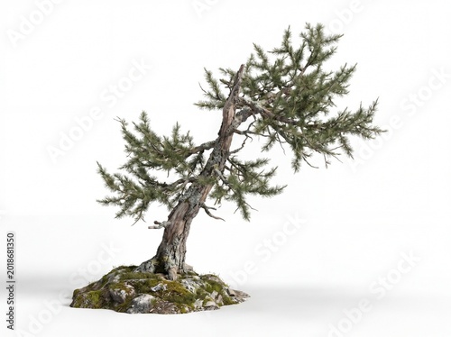 Bonsai pine tree on rocky outcrop