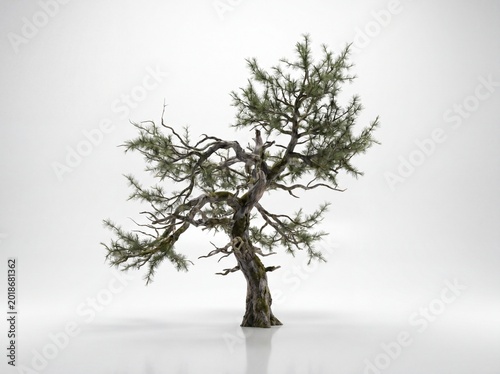 A twisted bonsai tree with sparse green needles on a white background