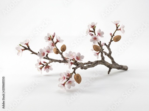 Almond blossom branch with pink flowers and nuts