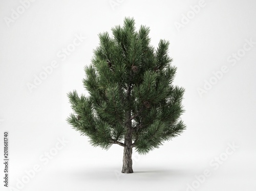 A small pine tree with green needles and cones on a white background