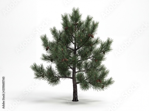 A small pine tree with green needles and brown pinecones on a white background