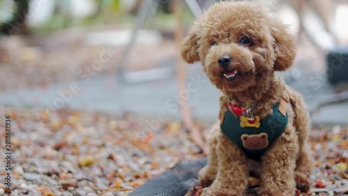 A cute brown toy poodle sitting outdoors on gravel in morning light. This close up daylight portrait uses selective focus, leaving great copy space beside a loyal canine best friend.