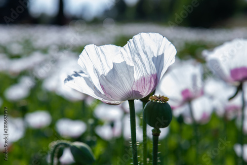 White poppy bloom in a sunlit field with delicate petals and green seed pods